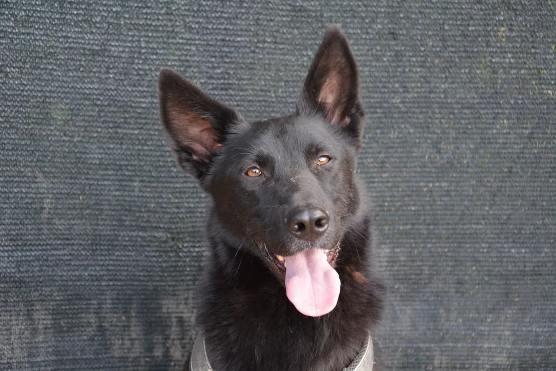 Rasputino, male 5yo Mixed Breed for adoption at Ein Herz für Streuner e.V., München