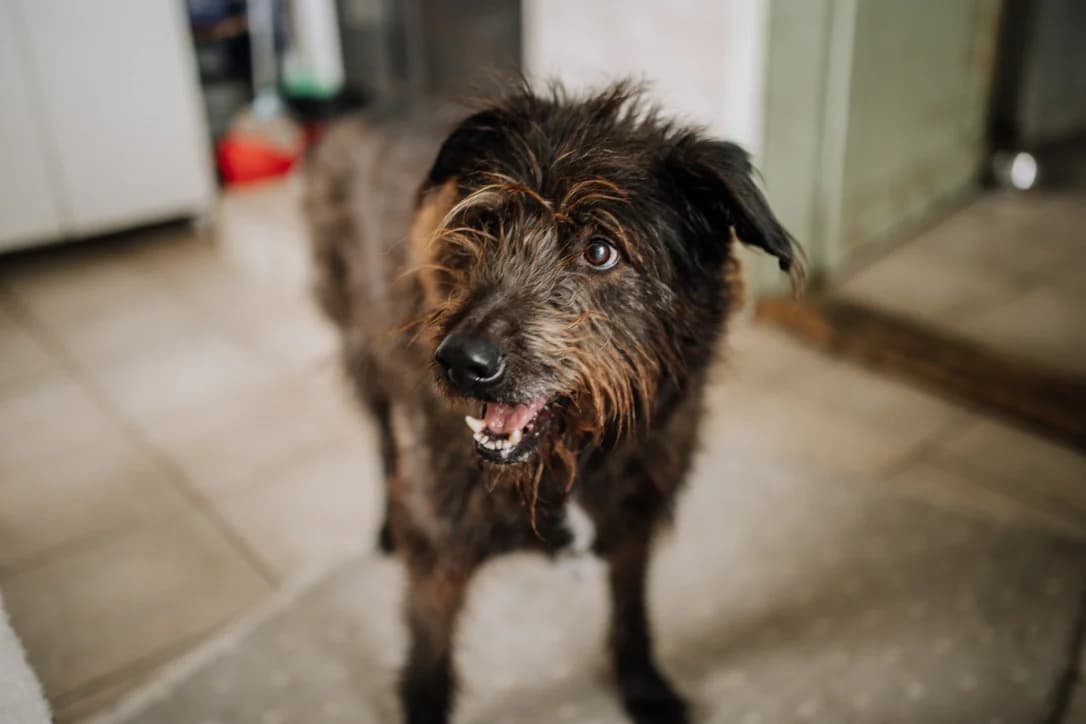 Rauti, male 5yo Mixed Breed for adoption at Ein Herz für Streuner e.V., München