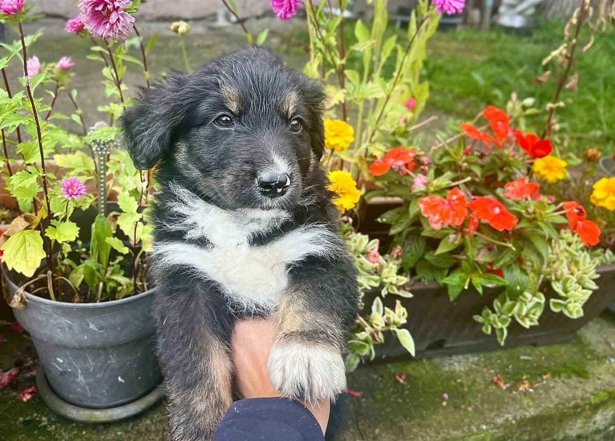 Ravella, weiß female puppy Mixed Breed for adoption at Ein Herz für Streuner e.V., München
