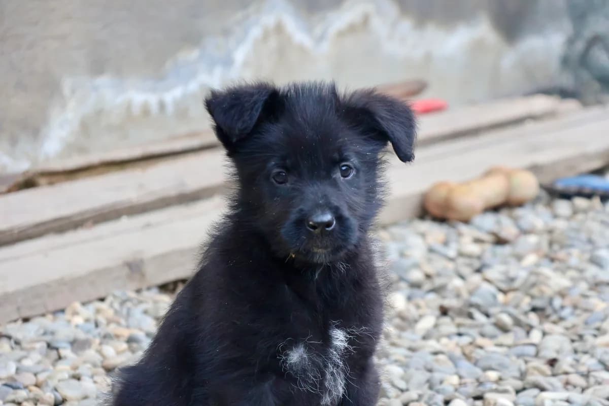 Raven, weiß male puppy Mixed Breed for adoption at Ein Herz für Streuner e.V., München