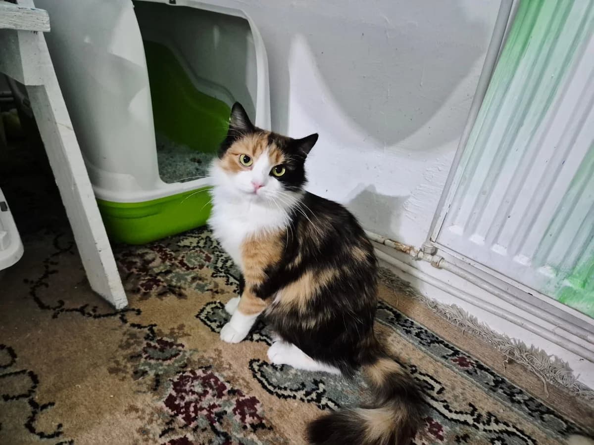 Ravenna, female 3yo Mixed Breed for adoption at Ein Herz für Streuner e.V., München