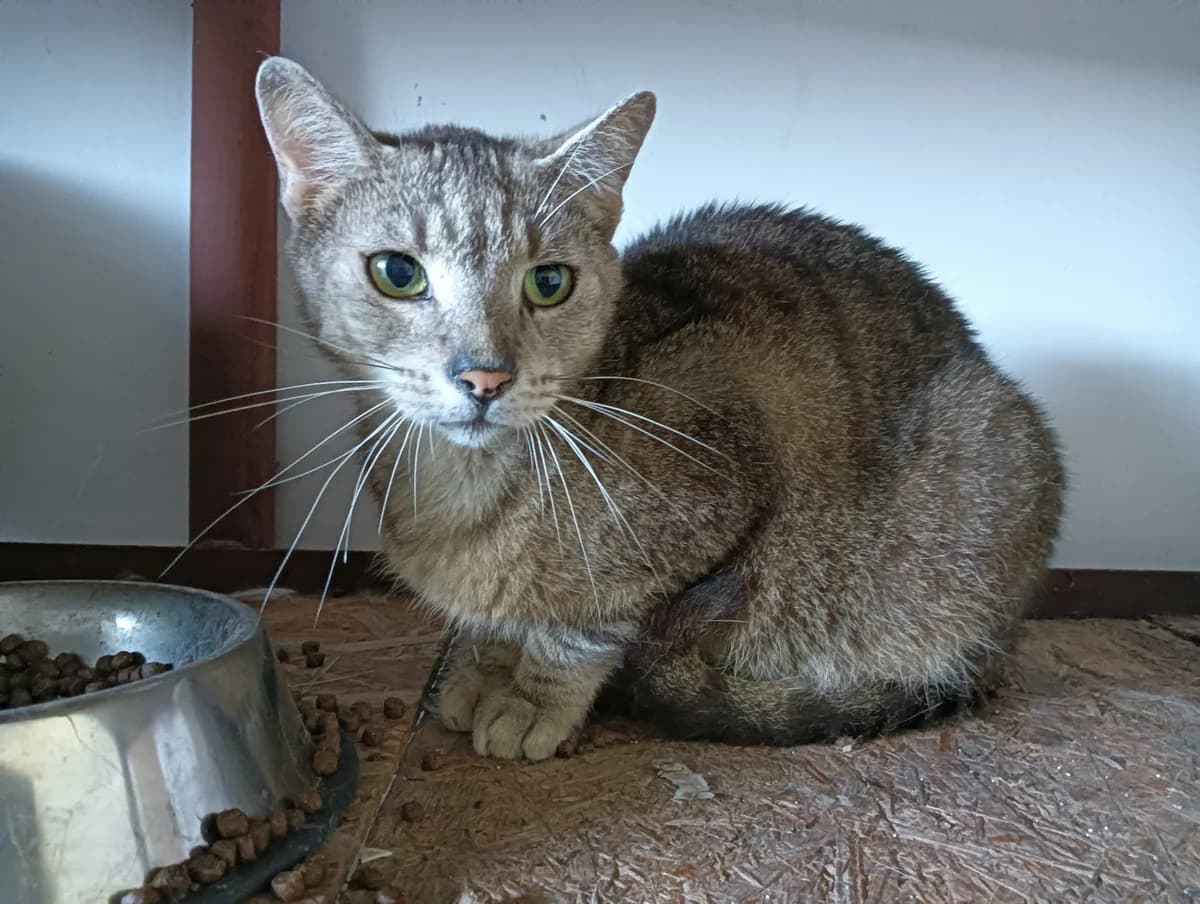Ravin, male 4yo Mixed Breed for adoption at Ein Herz für Streuner e.V., München
