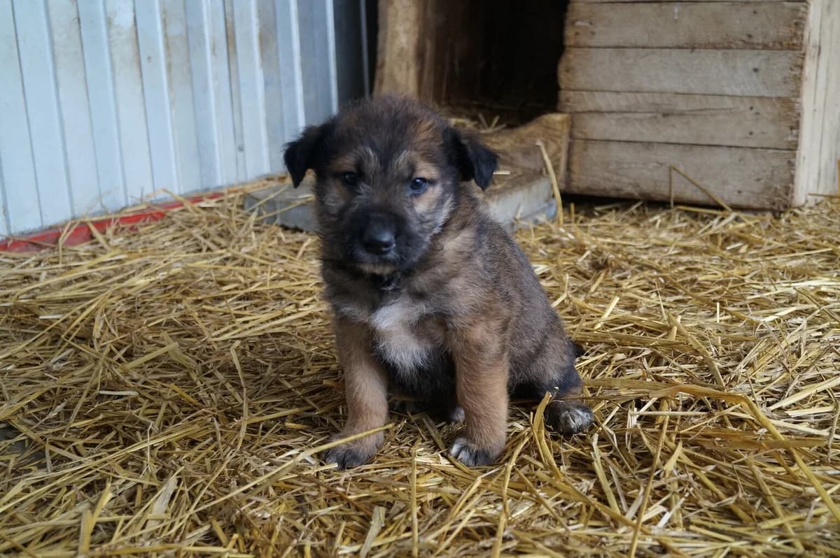 Ray, male puppy Mixed Breed for adoption at Ein Herz für Streuner e.V., München