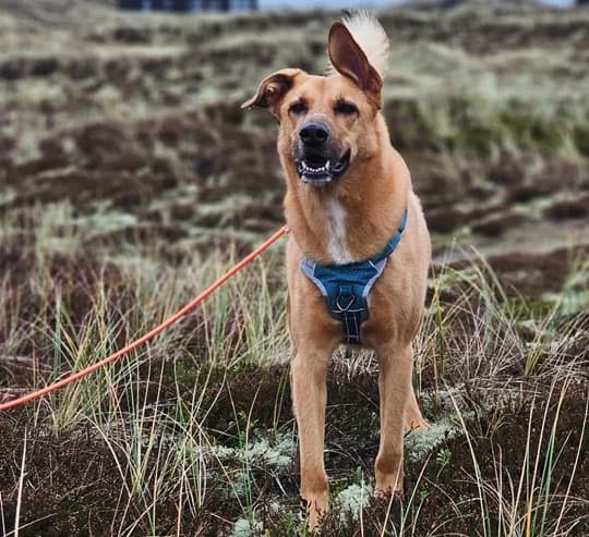 Ray, male 5yo Mixed Breed for adoption at Ein Herz für Streuner e.V., München