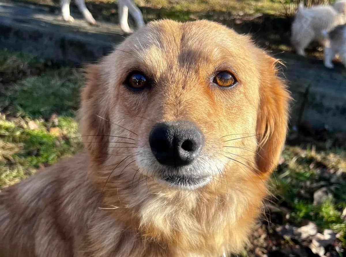 Raya, female 3yo Mixed Breed for adoption at Ein Herz für Streuner e.V., München