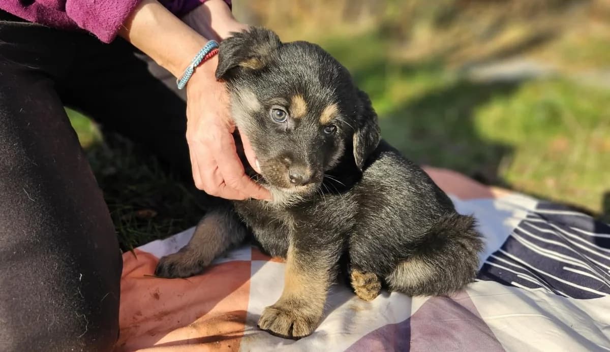 Rayla, female puppy Mixed Breed for adoption at Ein Herz für Streuner e.V., München