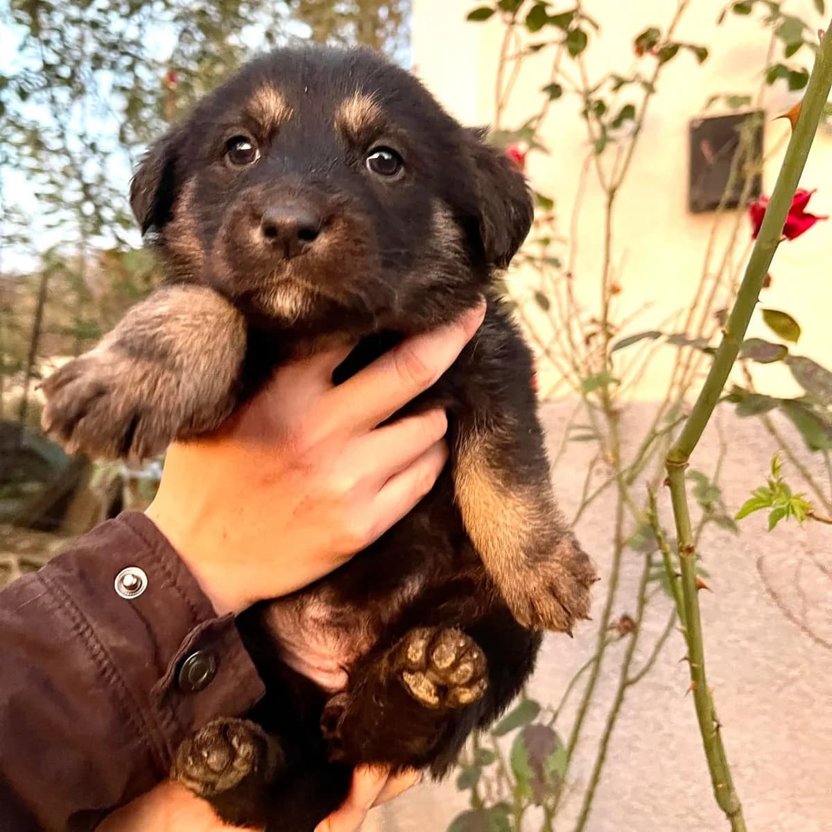 Rayla, female puppy Mixed Breed for adoption at Ein Herz für Streuner e.V., München