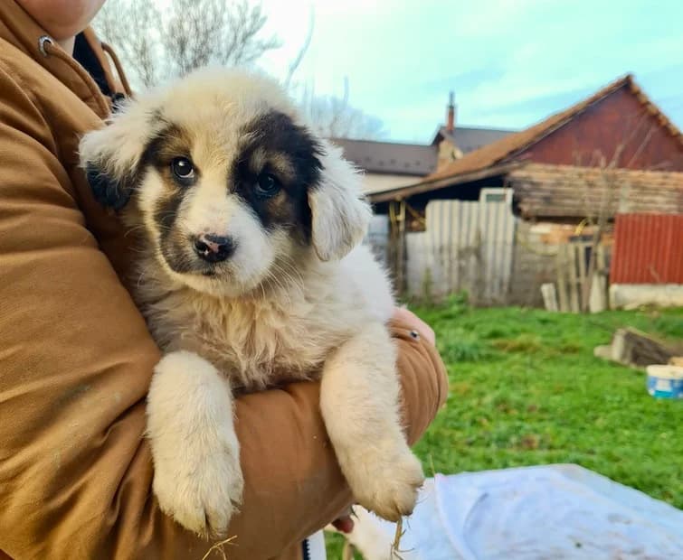 Rebecca, braun female puppy Mixed Breed for adoption at Ein Herz für Streuner e.V., München
