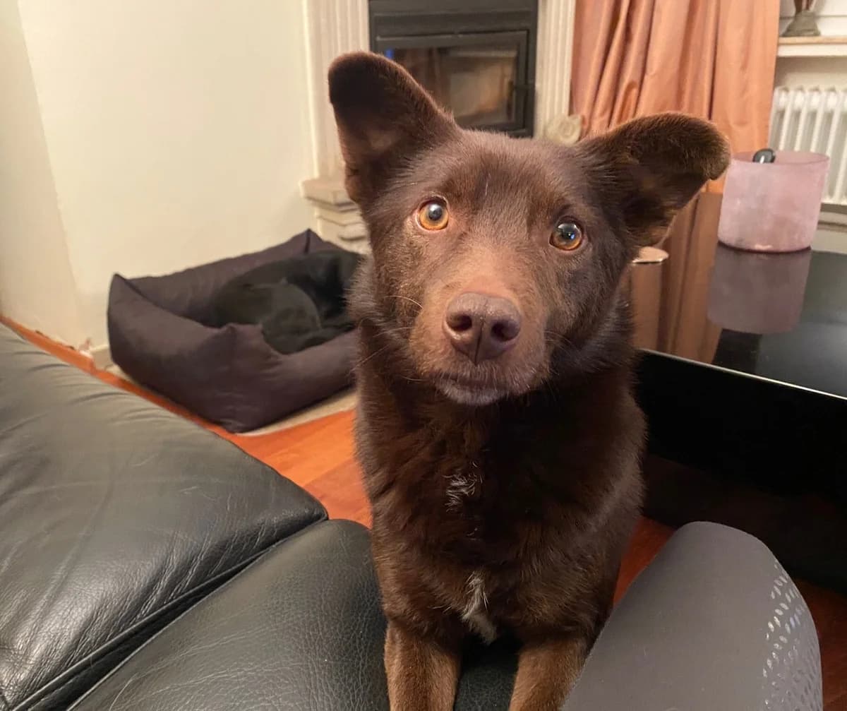 Red, male 5yo Mixed Breed for adoption at Ein Herz für Streuner e.V., München