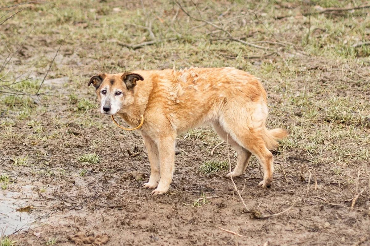 Reena, female senior Mixed Breed for adoption at Ein Herz für Streuner e.V., München