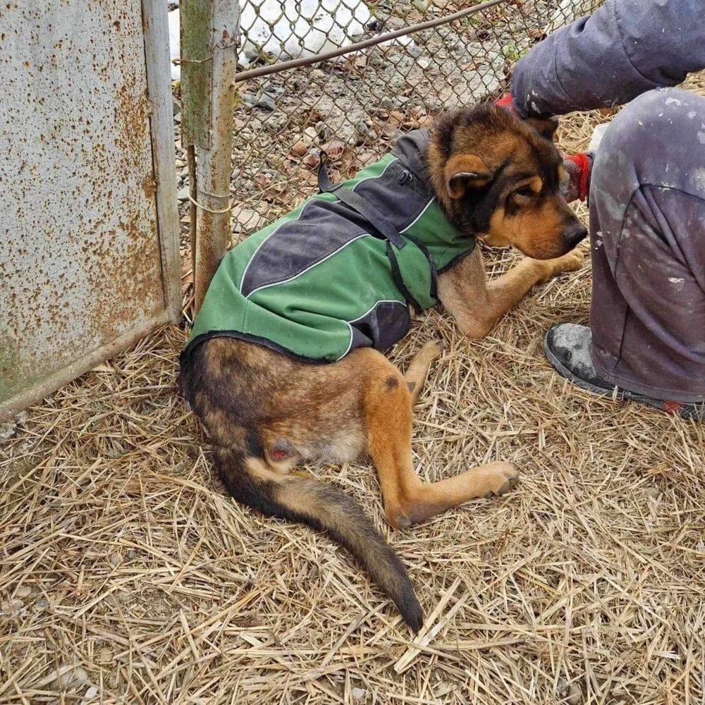 Reginald, Mixed Breed for adoption at Ein Herz für Streuner e.V., München
