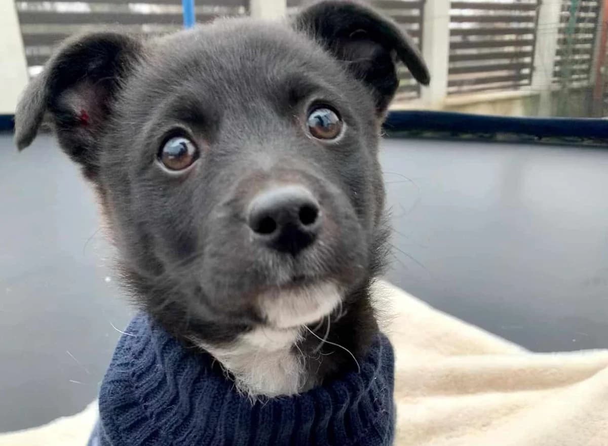 Regulus, weiß male puppy Mixed Breed for adoption at Ein Herz für Streuner e.V., München