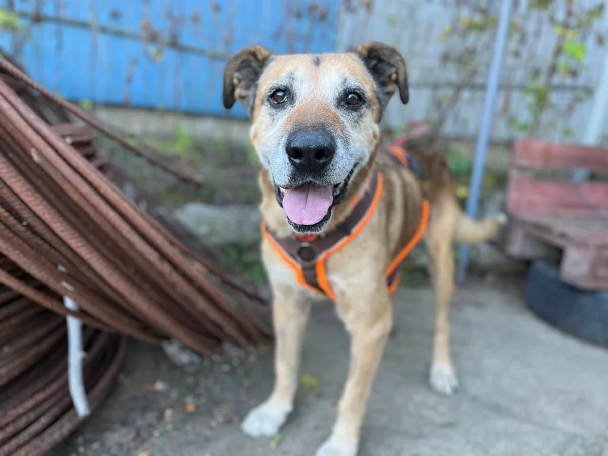 Remo, male senior Mixed Breed for adoption at Ein Herz für Streuner e.V., München