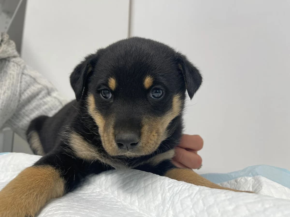 Remo, male puppy Mixed Breed for adoption at Ein Herz für Streuner e.V., München
