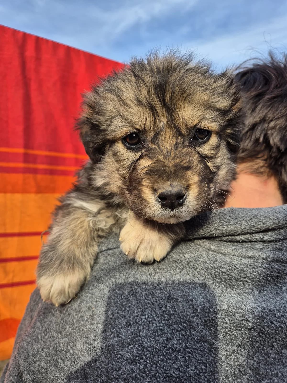 Remus, male puppy Mixed Breed for adoption at Ein Herz für Streuner e.V., München