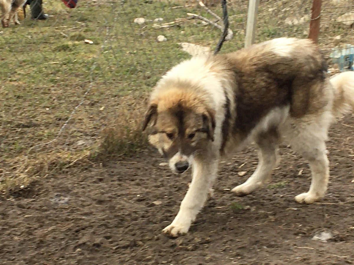 Remus, male young Mixed Breed for adoption at Ein Herz für Streuner e.V., München