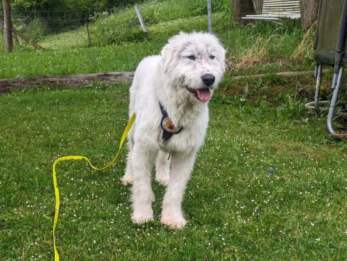 Renoir, male 6yo Mixed Breed for adoption at Ein Herz für Streuner e.V., München