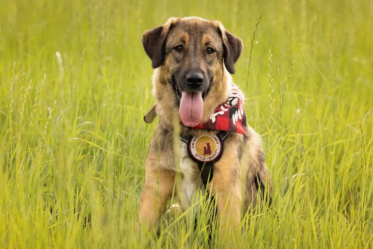 Resi, female 5yo Mixed Breed for adoption at Ein Herz für Streuner e.V., München
