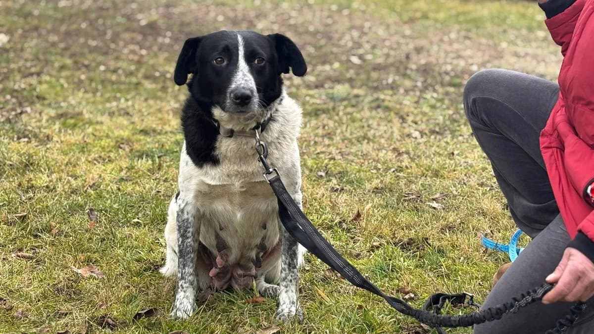 Resi, female 4yo Mixed Breed for adoption at Ein Herz für Streuner e.V., München