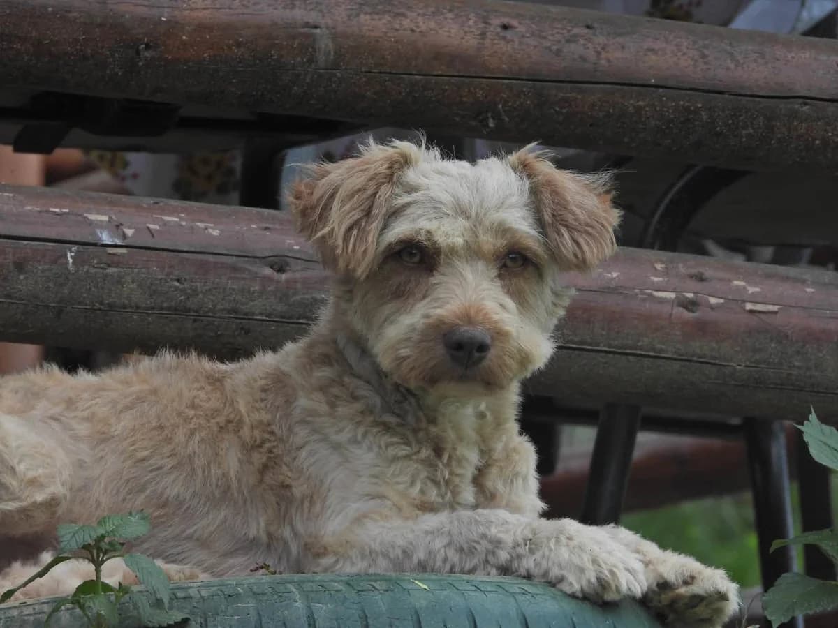 Resi, female young Mixed Breed for adoption at Ein Herz für Streuner e.V., München