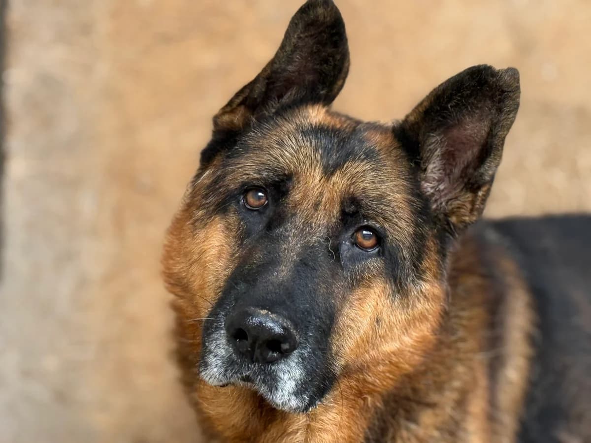 Rex, male senior Mixed Breed for adoption at Ein Herz für Streuner e.V., München