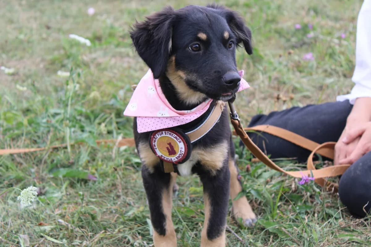 Rexi, female puppy Mixed Breed for adoption at Ein Herz für Streuner e.V., München