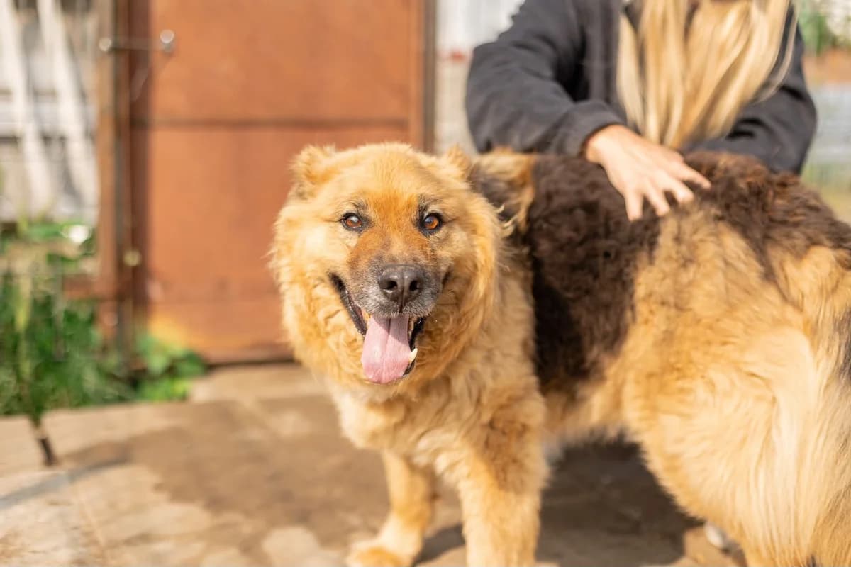Reza, male senior Mixed Breed for adoption at Ein Herz für Streuner e.V., München