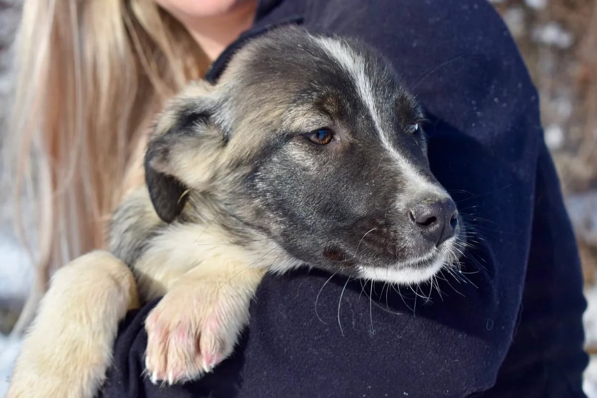 Rhea, weiß female puppy Mixed Breed for adoption at Ein Herz für Streuner e.V., München