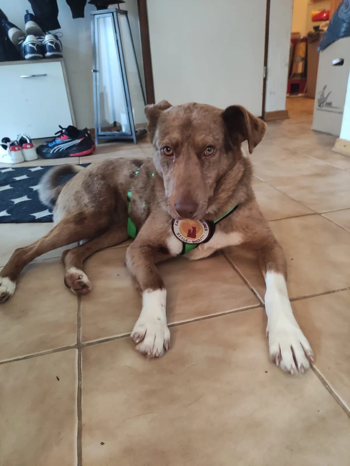 Rhea, weiß female 5yo Mixed Breed for adoption at Ein Herz für Streuner e.V., München