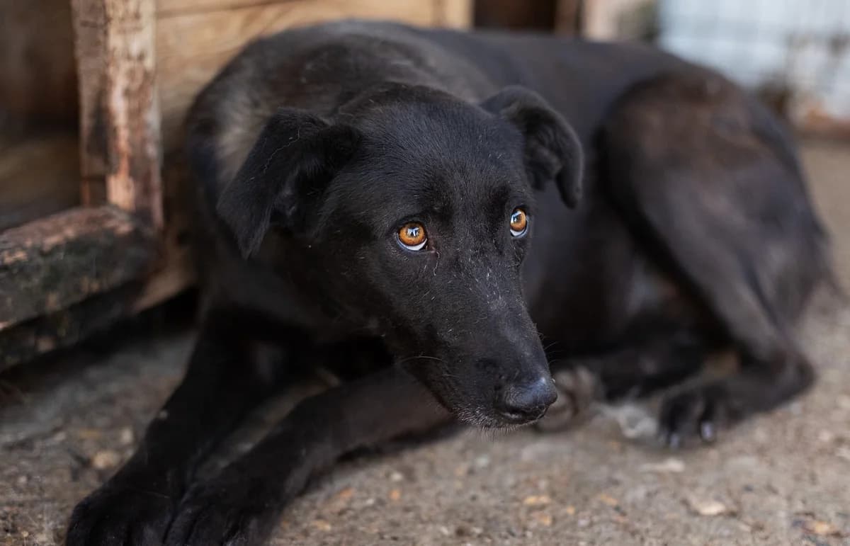 Rhodica, gelb female 5yo Mixed Breed for adoption at Ein Herz für Streuner e.V., München