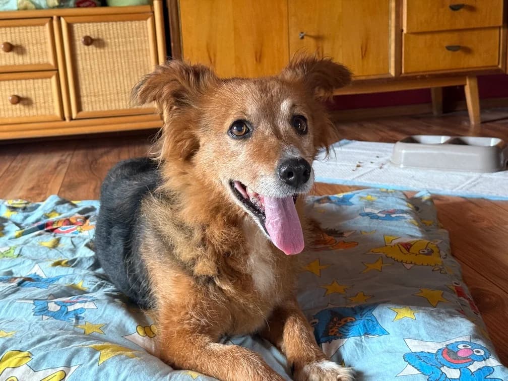 Rhonda, female senior Mixed Breed for adoption at Ein Herz für Streuner e.V., München