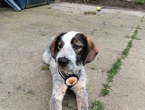 Ria, female puppy Mixed Breed for adoption at Ein Herz für Streuner e.V., München