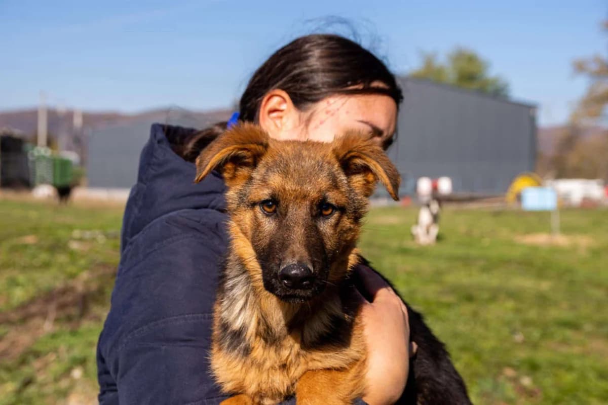 Ria, female puppy Mixed Breed for adoption at Ein Herz für Streuner e.V., München