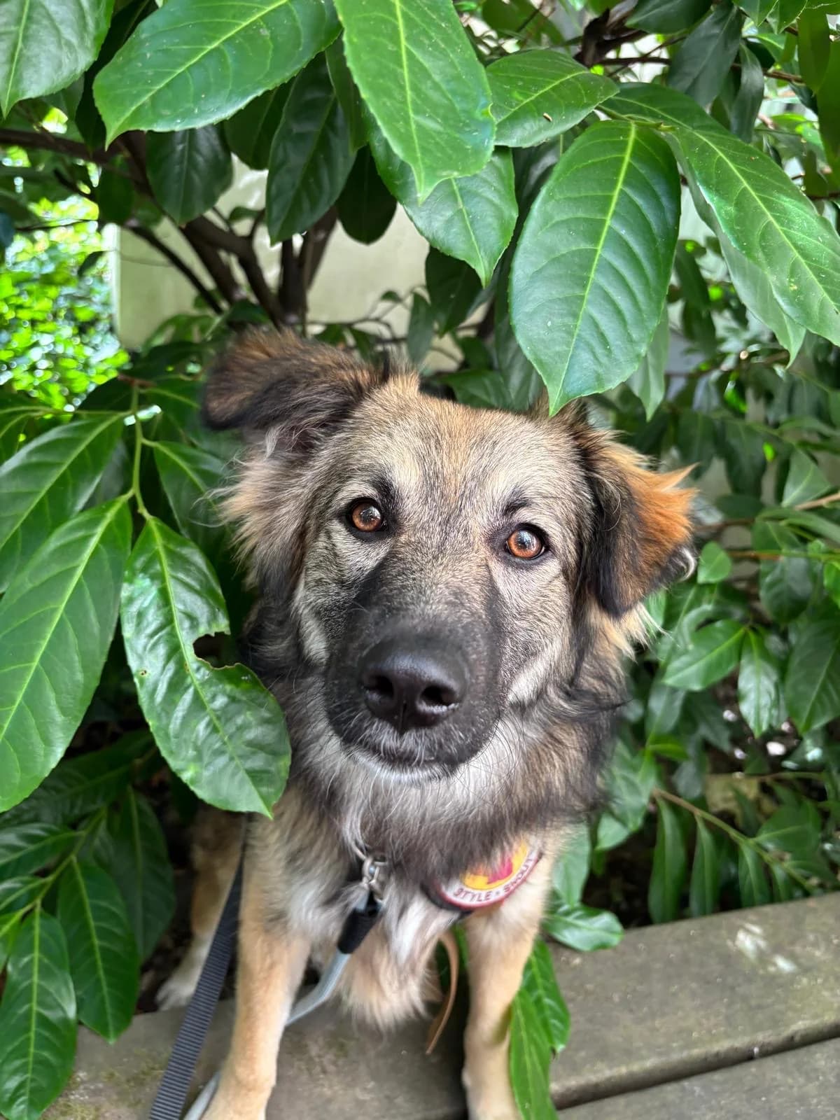 Ria, beige female puppy Mixed Breed for adoption at Ein Herz für Streuner e.V., München