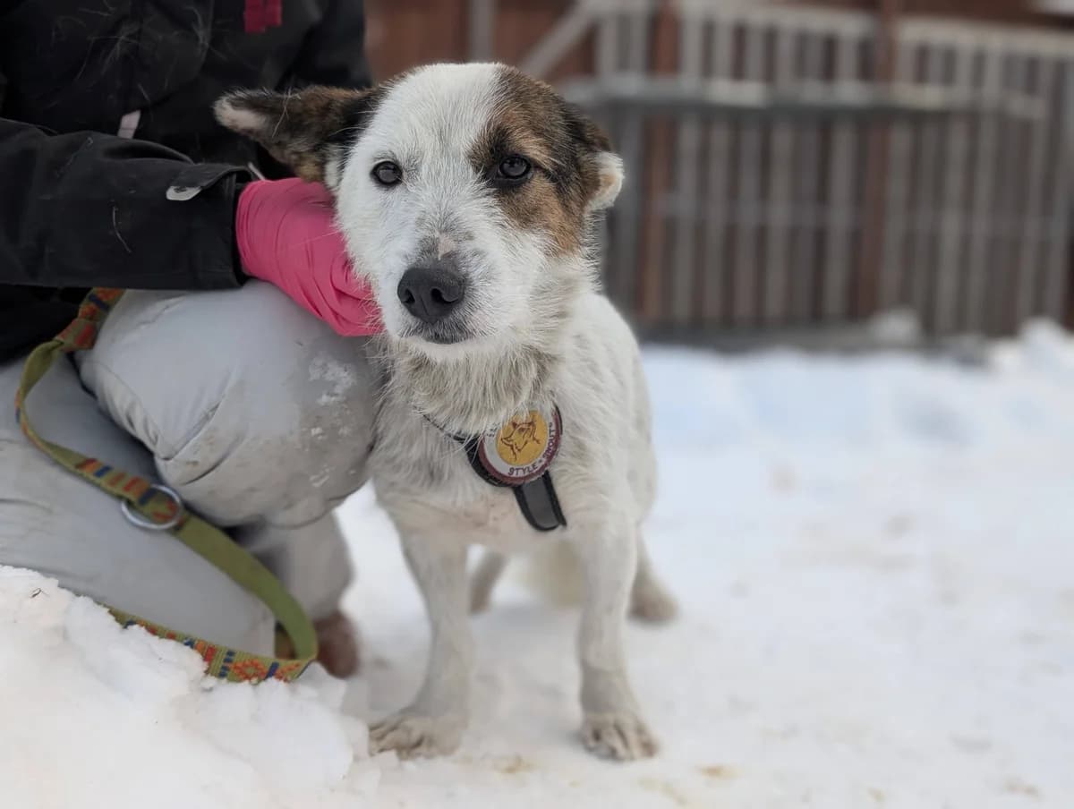 Ria, female 5yo Mixed Breed for adoption at Ein Herz für Streuner e.V., München
