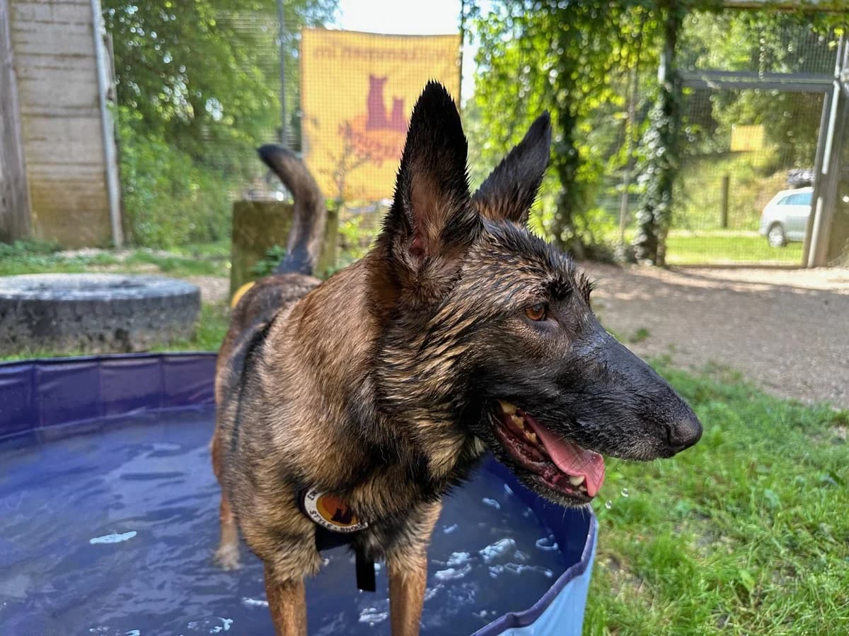 Ricarda, female 5yo Mixed Breed for adoption at Ein Herz für Streuner e.V., München