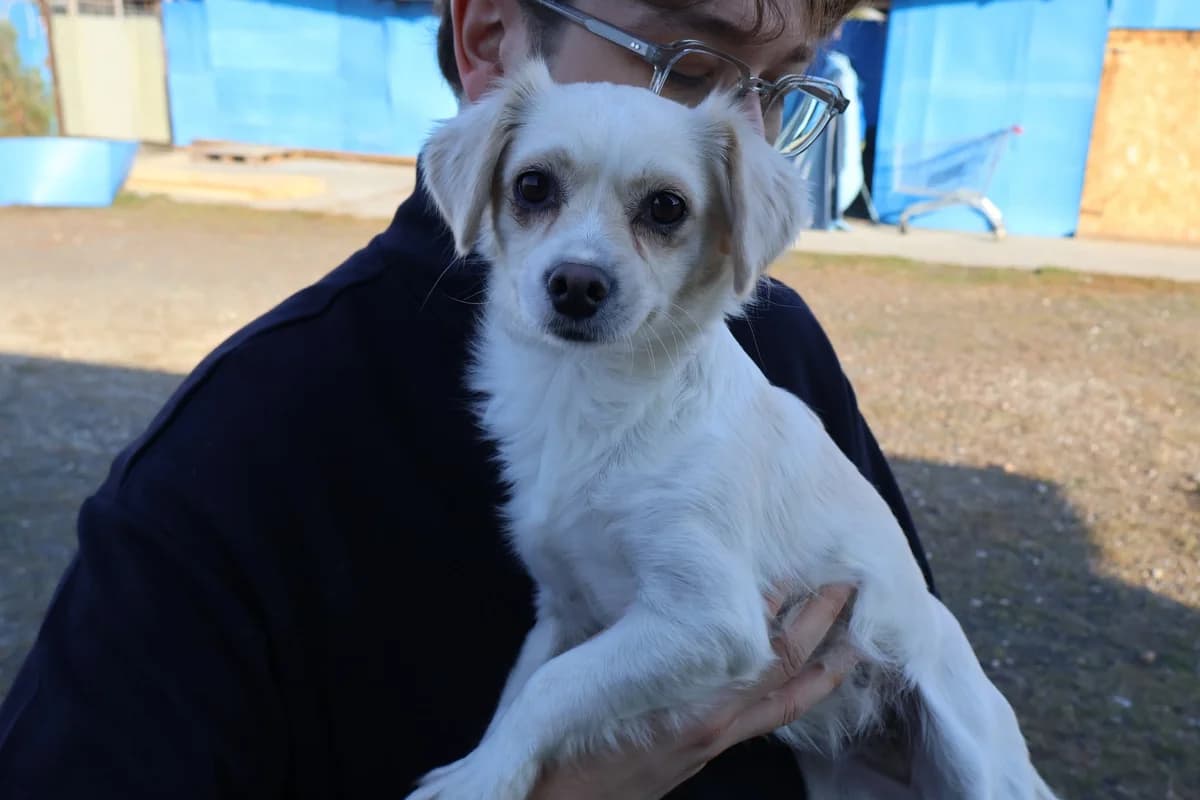 Ricarda, weiß female 3yo Mixed Breed for adoption at Ein Herz für Streuner e.V., München