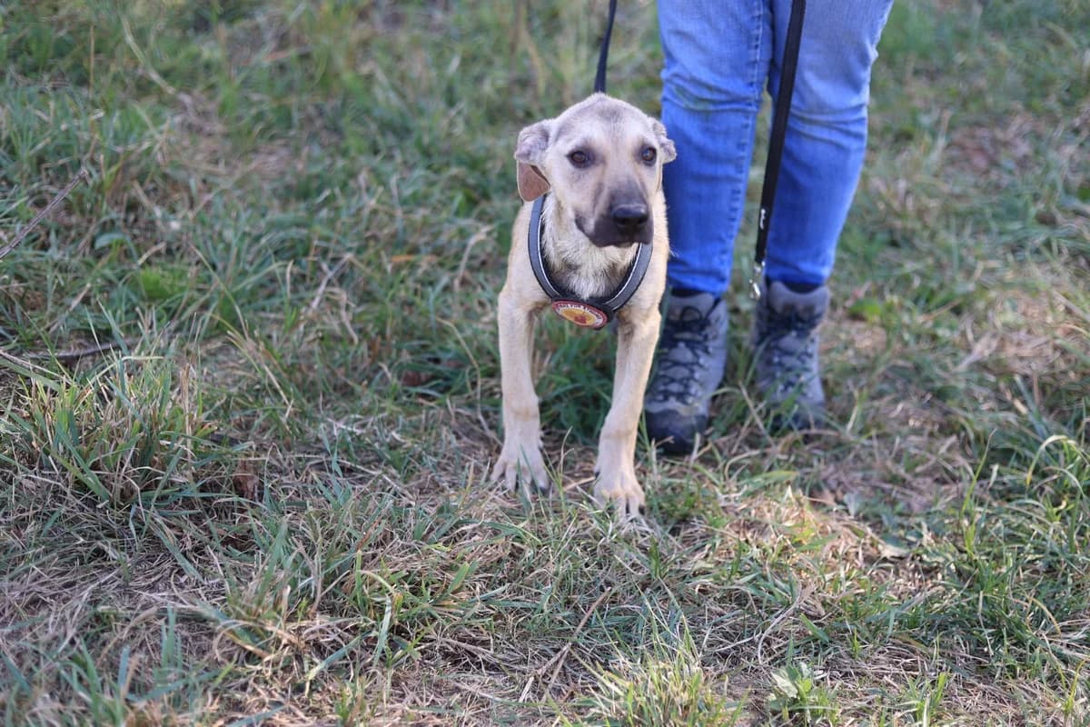 Richard, male puppy Mixed Breed for adoption at Ein Herz für Streuner e.V., München
