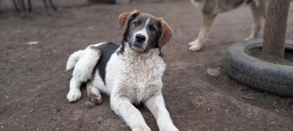 Rick, weiß male puppy Mixed Breed for adoption at Ein Herz für Streuner e.V., München