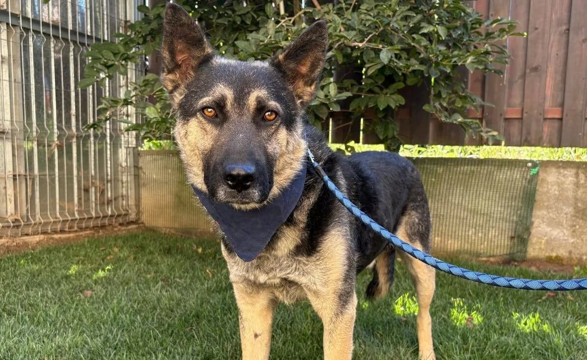 Rick, male 5yo Mixed Breed for adoption at Ein Herz für Streuner e.V., München