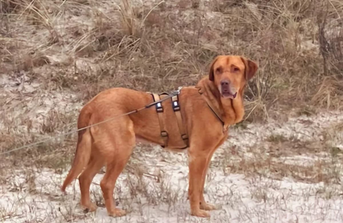 Ricky, male 5yo Mixed Breed for adoption at Ein Herz für Streuner e.V., München