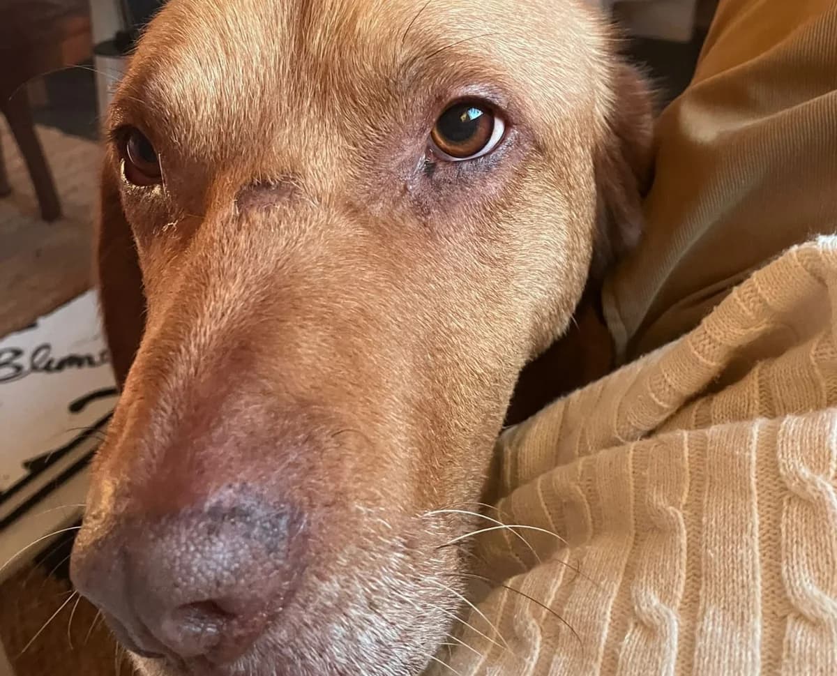 Ricky, male 5yo Mixed Breed for adoption at Ein Herz für Streuner e.V., München