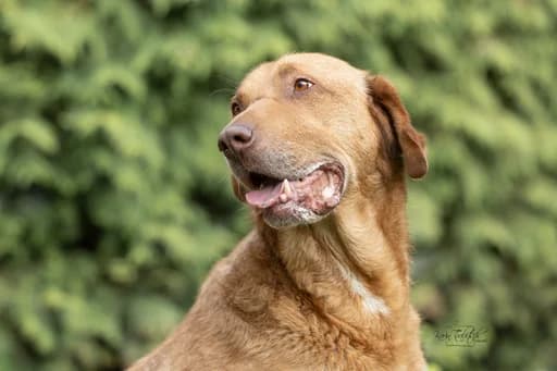 Ricky, male 5yo Mixed Breed for adoption at Ein Herz für Streuner e.V., München