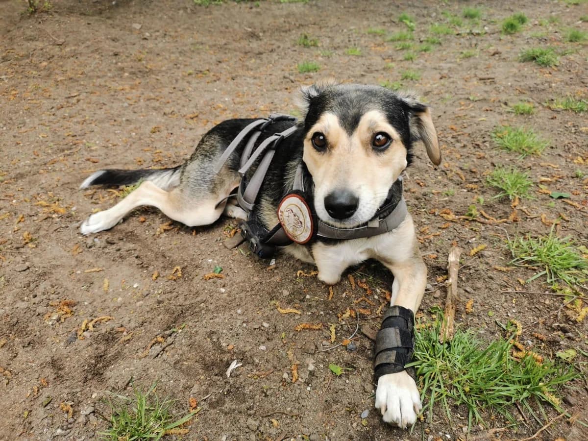 Ricky, male young Mixed Breed for adoption at Ein Herz für Streuner e.V., München