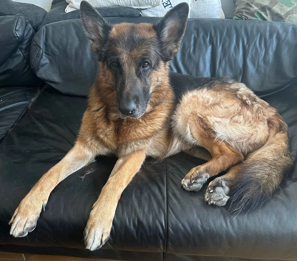 Ricky, male 7yo Mixed Breed for adoption at Ein Herz für Streuner e.V., München