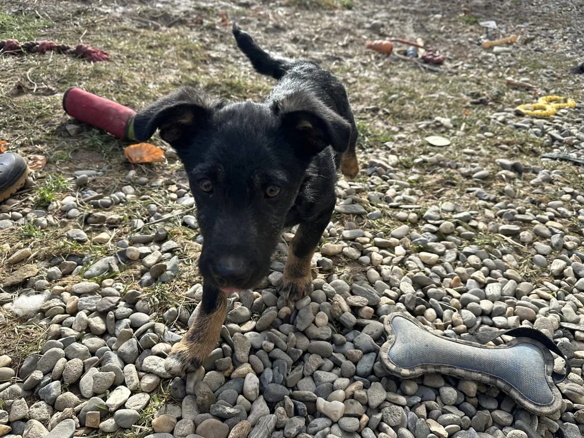 Rico, Mixed Breed for adoption at Ein Herz für Streuner e.V., München