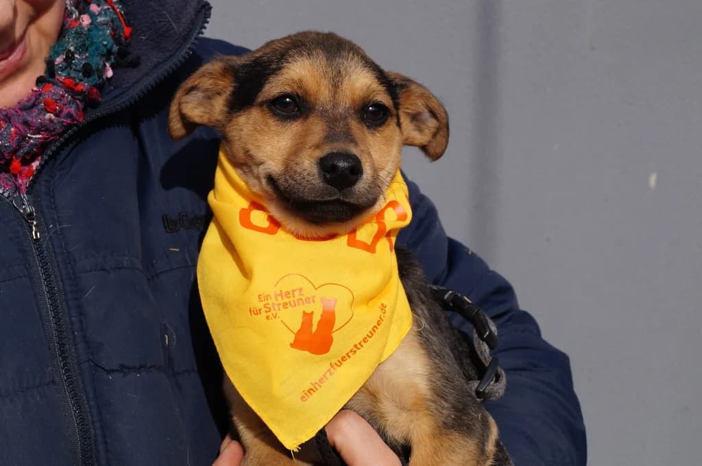 Rico, male puppy Mixed Breed for adoption at Ein Herz für Streuner e.V., München