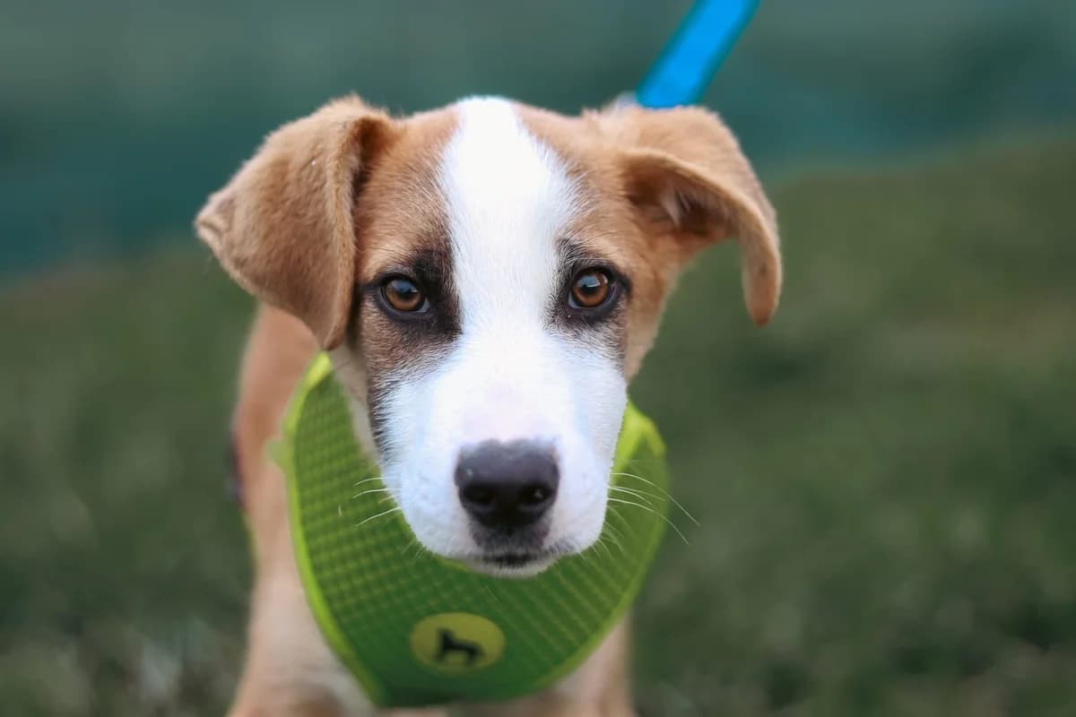 Rico, weiß male puppy Mixed Breed for adoption at Ein Herz für Streuner e.V., München
