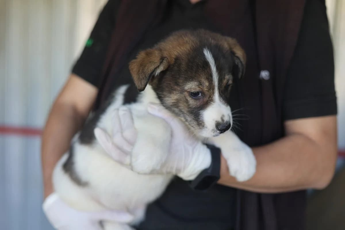 Rico, male puppy Mixed Breed for adoption at Ein Herz für Streuner e.V., München