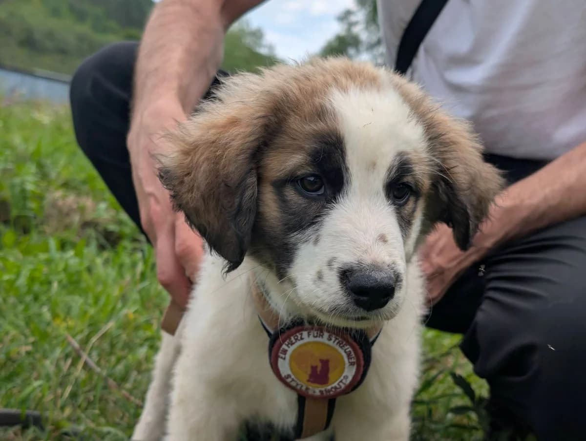 Rico, male puppy Mixed Breed for adoption at Ein Herz für Streuner e.V., München